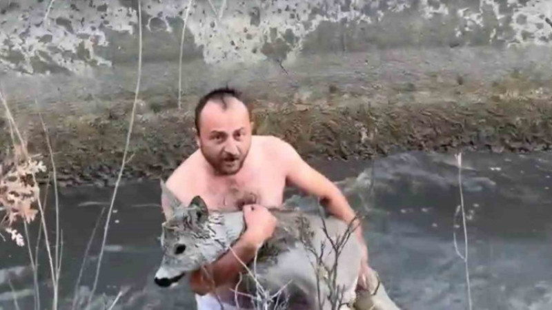 Kütahya’da su kanalına düşen karaca kurtarıldı