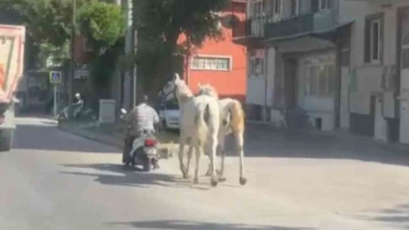 Kütahya’da atları motosikletine bağlayarak ilerleyen sürücü kameraya yansıdı