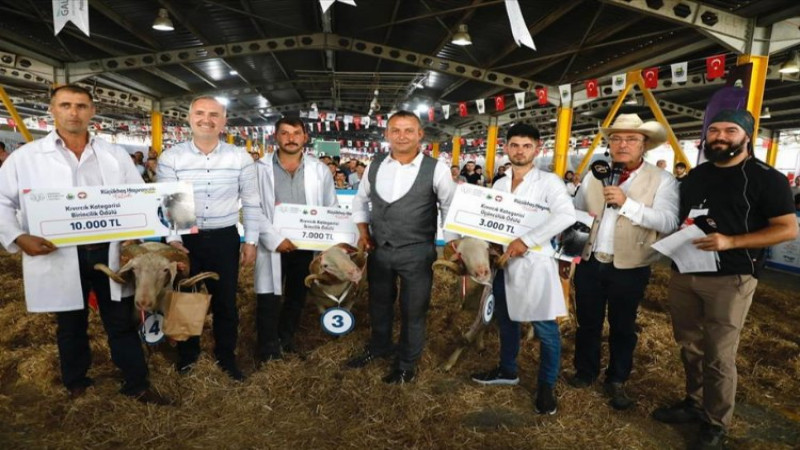 Bursa İnegöl'de 3. Küçükbaş Hayvancılık Festivali başlıyor