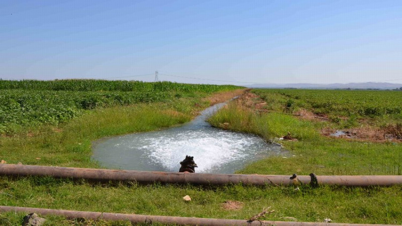 18 bin çiftçiyi ilgilendiriyor! Şanlıurfa ve Mardin'deki tarımsal sulama abonelerine son uyarı!