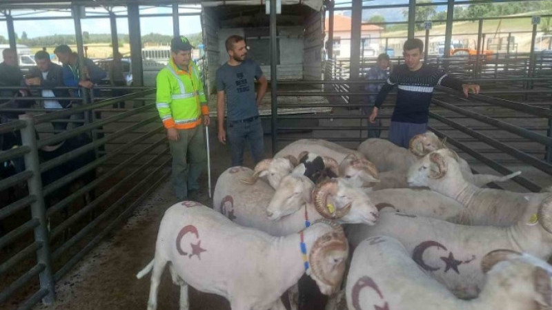 Gediz’de kurbanlık satışları başladı