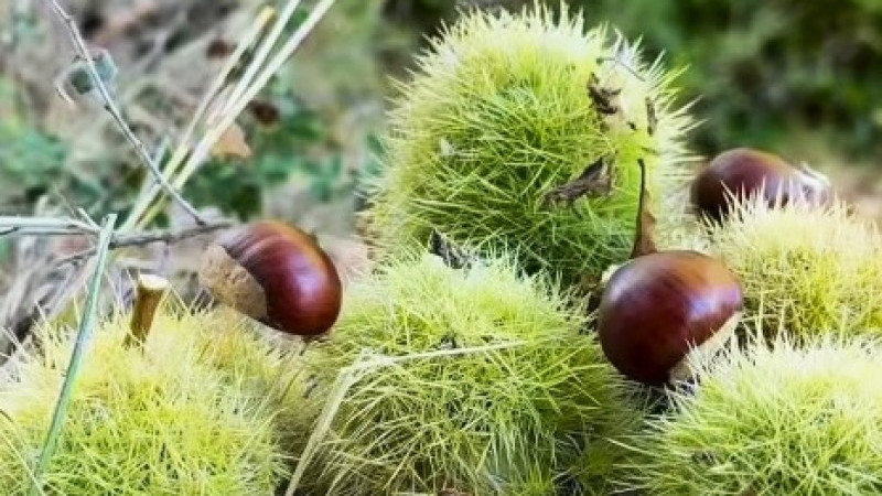 Simav’ın Kara Elması kestane hasadı başladı