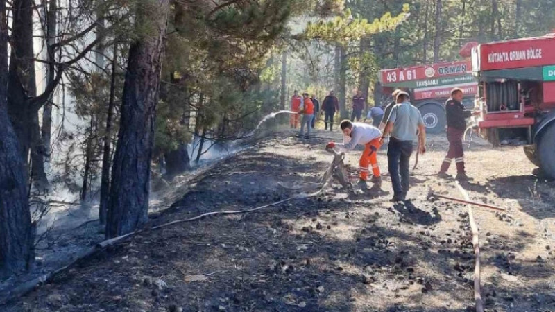 Domaniç 'te orman yangını 