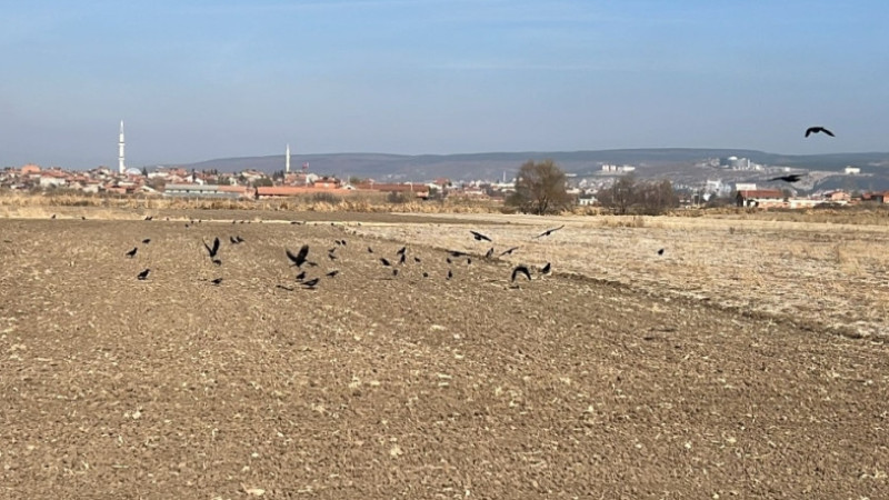 Doğanın Dengesi: Karga ve Çiftçi