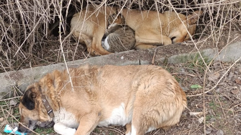 Köpek ve Kedinin Kucak Kucağa Uyuduğu o anlar