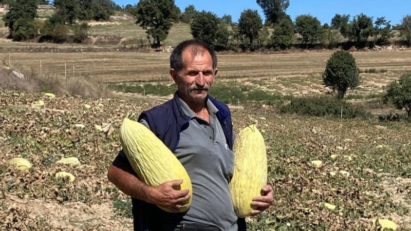 Emet Göncek kavunu organik tarımda kucak açtı  