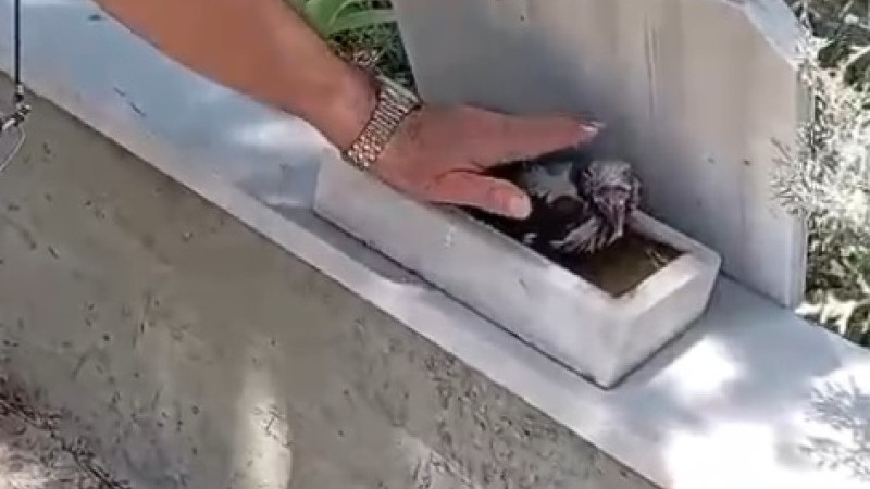 Asri Mezarlığı'nda Şaşırtan karga