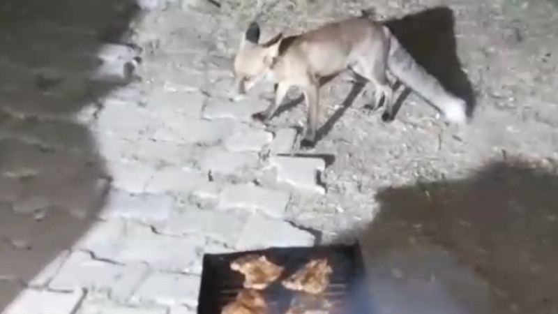  Tavşanlı Şaban Dede mesire alanında tilki ile dostluk  
