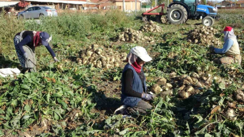 Kütahya’da pancar hasadı başladı