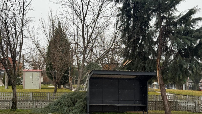 Tavşanlı'da şiddetli rüzgar ağaç devirdi
