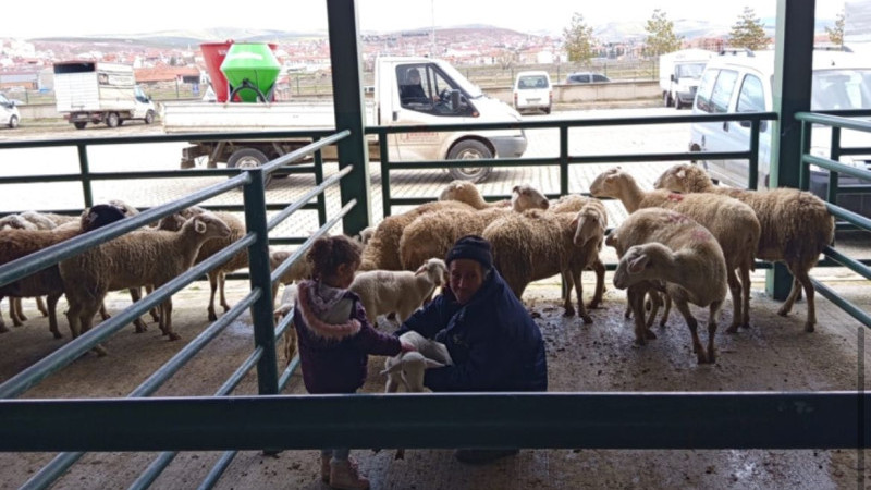 Hayvan pazarında Fiyatlar netleşmeye başladı