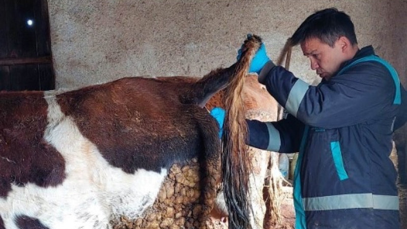 Hisarcık’ta şap hastalığı için büyükbaş hayvanlardan kan numunesi alındı