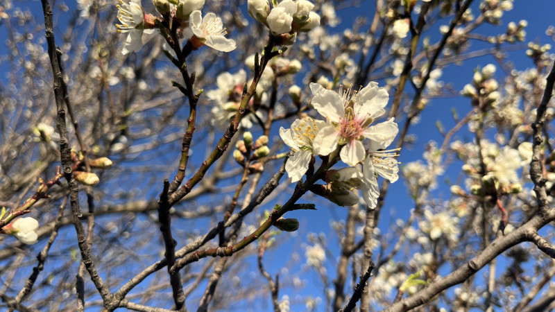 Bademler çiçek açtı