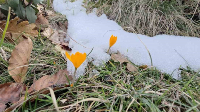 Kar ve Çiğdemler yan yana