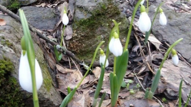 Kütahya Murat Dağı’nda kardelen koparmanın cezası 699 bin 245 TL