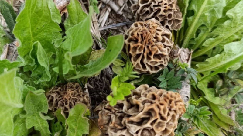 Çok değerli olduğu söylenen mantar çıktı