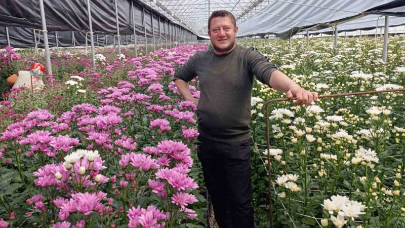 Simav’da jeotermal seralarda kasımpatı hasadı başladı