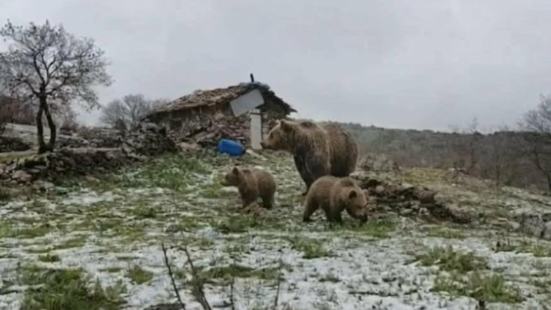 Kış uykusundan uyandı yiyecek aramaya çıktı