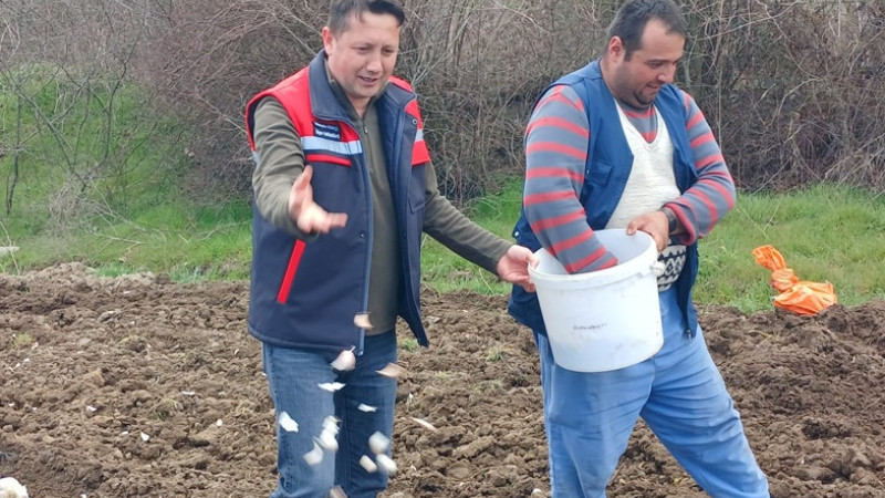 Tavşanlı Köprücek Sarımsağı gün yüzüne çıkıyor