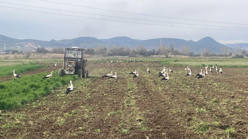   Çiftçinin doğal mesai arkadaşları iş başında