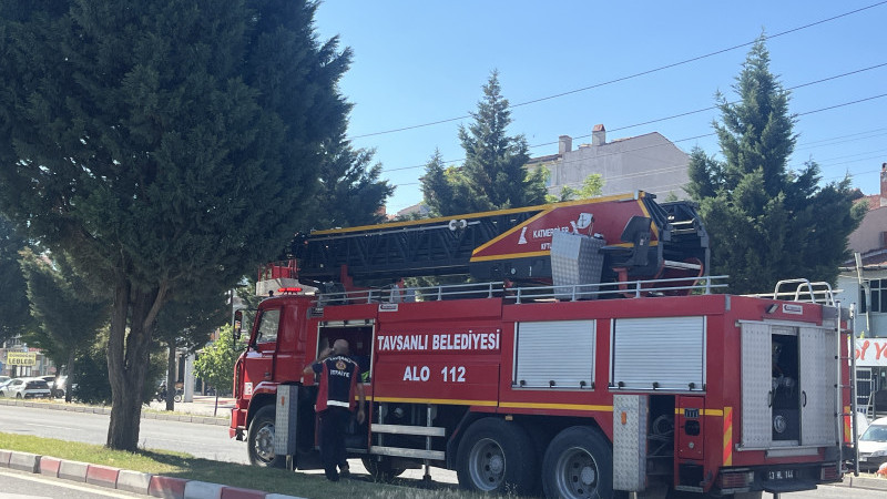 Yavru kedi ağaçtan indirildi 