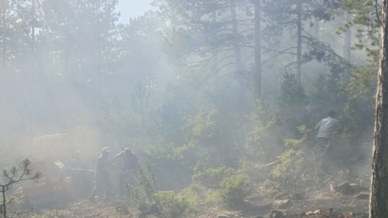 Tavşanlı’da Orman yangını 
