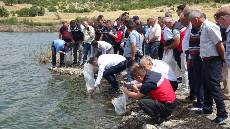 Tavşanlı göletlerine 123 bin yavru sazan bırakıldı  