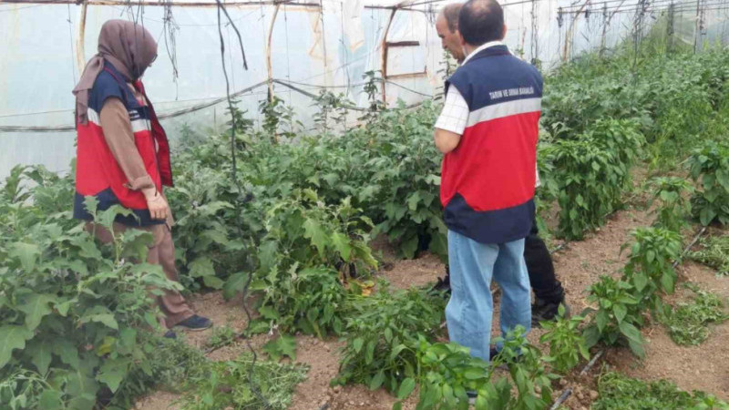 Tarlada mahsül değerlendirmesi 
